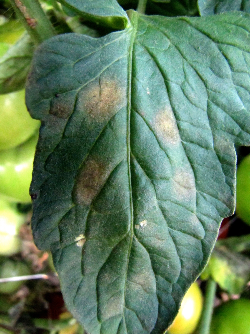Фото болезни помидор по листьям